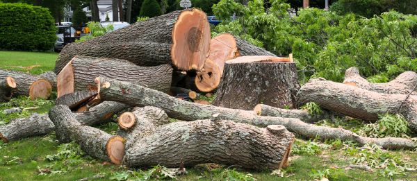 Cost of Large Tree Removal in Meridian