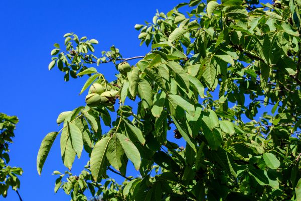 Cost of Walnut Tree Removal in Meridian