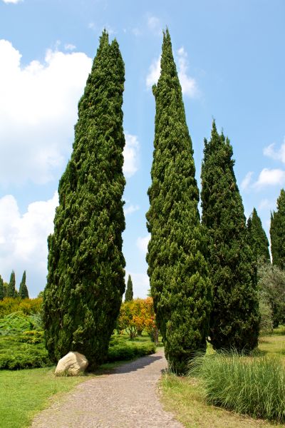 Cost of Cypress Tree Removal in Meridian