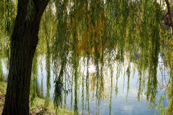 Cost of Willow Tree Removal in Meridian