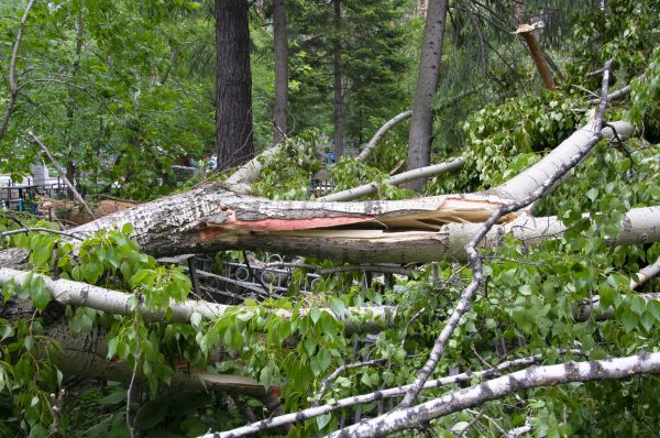Cost of Birch Tree Removal in Meridian