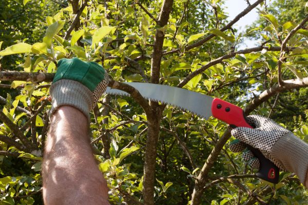 Cost of Elm Tree Removal in Meridian