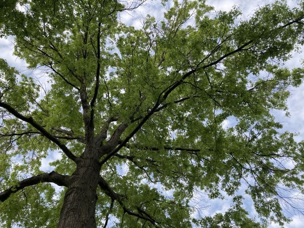 Cost of Oak Tree Removal in Meridian