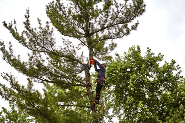 Cost of Pine Tree Removal in Meridian