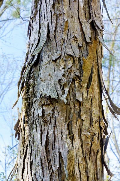 Cost of Hickory Tree Removal in Meridian
