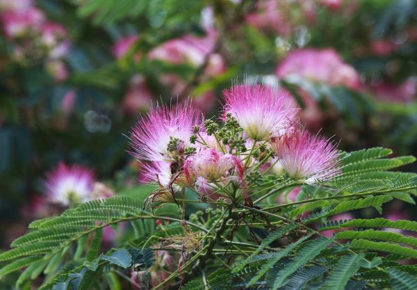 Cost of Mimosa Tree Removal in Meridian