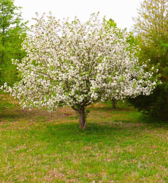 Cost of Dogwood Tree Removal in Meridian