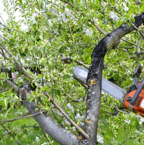 Cost of Apple Tree Removal in Meridian