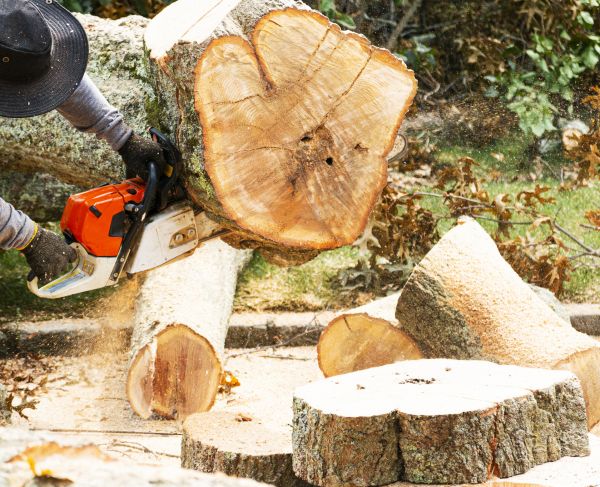 Cost of Tree Removal Service in Meridian