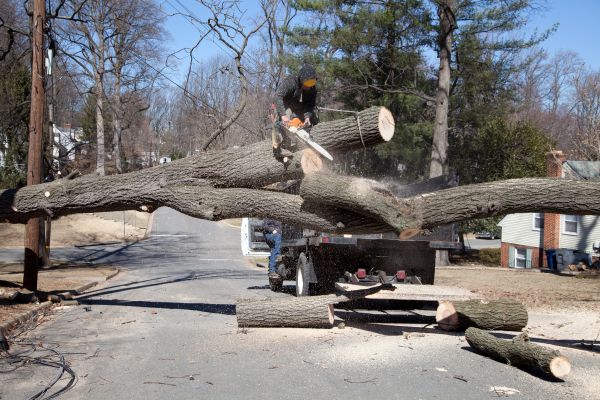Cost of Residential Tree Removal in Meridian