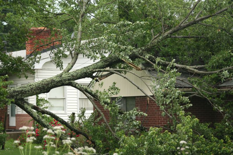 Storm Damage Tree Fall