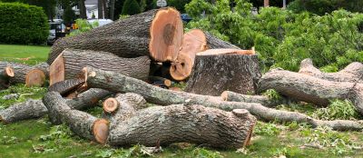 Residential Tree Clearance