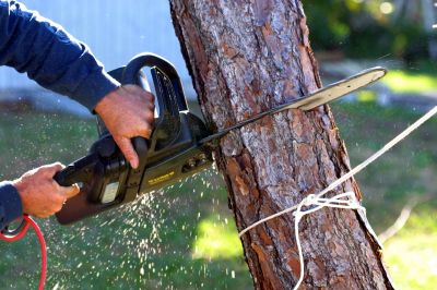 Safe Tree Cutting